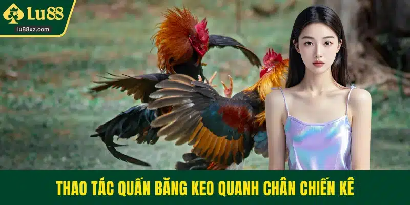 Thao tác quấn băng keo quanh chân chiến kê